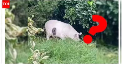 हे डुक्कर आहे की मांजर? हा व्हायरल ऑप्टिकल भ्रम तुम्हाला तुमचे डोके खाजवेल