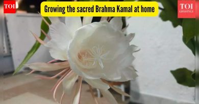 हे दुर्मिळ हिमालयीन फूल नशीब आणते असे म्हटले जाते – पवित्र ब्रह्म कमल घरी वाढू शकते का?