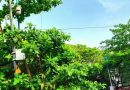 डेक्कन, कर्वे रोड आणि गणेशखिंड रोडवर उद्या वाहनांची ये-जा बंद, या भागातील शाळाही बंद