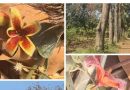 स्वयंसेवकांनी मुळा नदीकाठी सांडपाणी सोडणे आणि वस्तीचे नुकसान केले स्वयंसेवकांनी मुळा नदीकाठी सांडपाणी सोडणे आणि वस्तीचे नुकसान केले