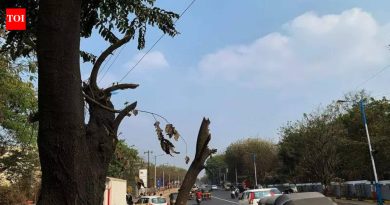 पुण्याच्या हरवलेल्या हिरवाईचा मागोवा घेणे: अभ्यासाने पीएमसीच्या वृक्षगणनेतील त्रुटी उघड केल्या | पुणे बातम्या
