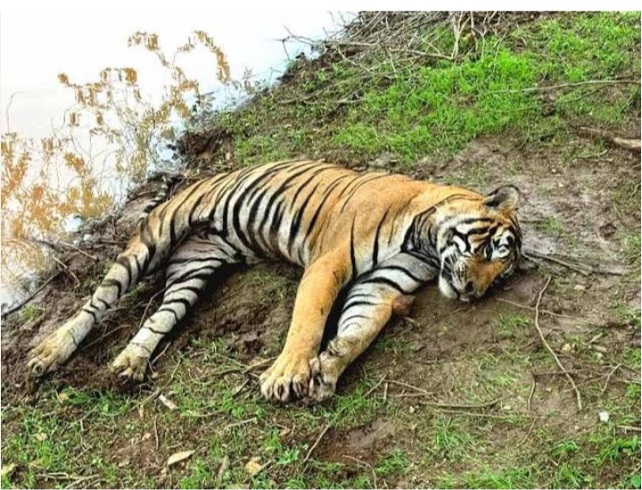 राज्यात वाघांचे रक्त सांडतेय, वन खातं झोपेत. बारा दिवसांत चार वाघांचा मृत्यू, संवर्धन व्यवस्थेचा फज्जा