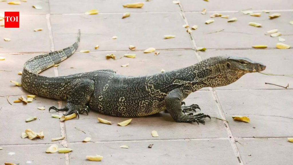 सामान्य घरातील सरड्यांप्रमाणे सरडे पुन्हा वाढू शकतात याचे निरीक्षण करू शकते; विज्ञान काय म्हणते ते येथे आहे |