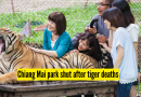 Thailand Tigers Death: थायलंड: चियांग माई विषाणूच्या प्रादुर्भावात 72 वाघांचा मृत्यू; लॅब चाचण्यांमध्ये कॅनाइन डिस्टेंपर ओळखले जाते, पार्क बंद |