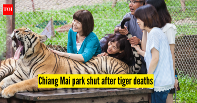 Thailand Tigers Death: थायलंड: चियांग माई विषाणूच्या प्रादुर्भावात 72 वाघांचा मृत्यू; लॅब चाचण्यांमध्ये कॅनाइन डिस्टेंपर ओळखले जाते, पार्क बंद |