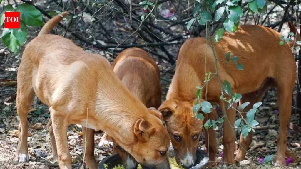 पीएमसीने भटक्या कुत्र्यांना खायला देण्यासाठी 88 सार्वजनिक ठिकाणे ओळखली; स्वयंसेवक प्रक्रियेतील काही त्रुटींकडे लक्ष वेधतात