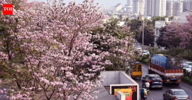 बेंगळुरू चेरी ब्लॉसम: बेंगळुरूला चेरी ब्लॉसमचे व्हाइब्स मिळतात कारण संपूर्ण शहरात गुलाबी पोई फुलते; भेट देण्यासाठी सर्वोत्तम ठिकाणे |