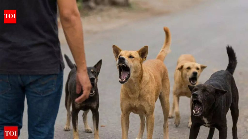 पुण्यातील चाकण येथे कामावरून परतणाऱ्या महिलेचा 6 भटक्या कुत्र्यांनी चावा घेतला