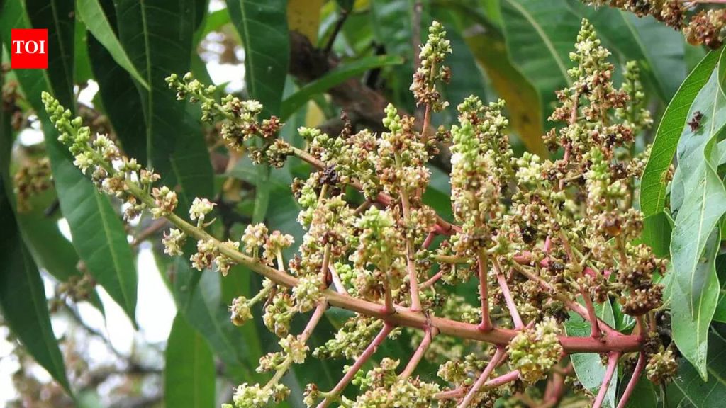 आंब्याचे झाड ‘झाडूसारखी फुले’ भरले पण फळ नाही? हे एक चेतावणी चिन्ह का आहे ते येथे आहे |