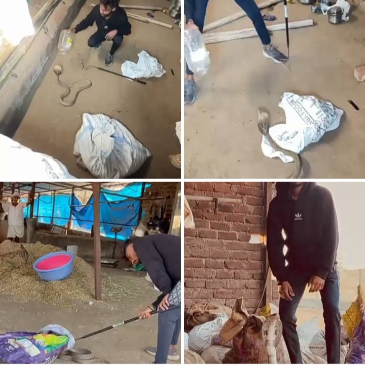 जागतिक वन्यजीव दिनी दोन नागांना जीवदान वन्यजीव रक्षक मावळ संस्थेची तत्पर कारवाई
