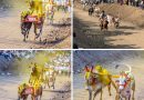 डोळसनाथ महाराज उत्सवात बैलगाड्यांचा वेगवान जल्लोष डोळसनाथ महाराज उत्सवात बैलगाड्यांचा वेगवान जल्लोष