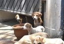 चाकण परिषदेने कुत्र्यांची नसबंदी मोहीम सुरू केली, निवारा संख्या दुप्पट