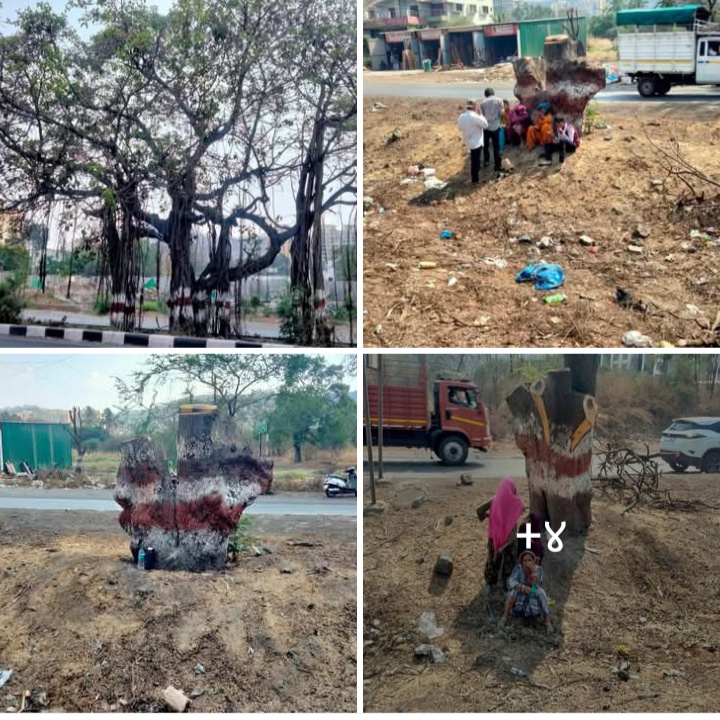 तळेगाव-चाकण-शिक्रापूर महामार्ग विस्तार: ४२०० कोटींचा विकास, मात्र शतकांतील वृक्षांचा विनाश