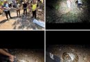 मावळमध्ये १३ फूट अजगराचा थरारक बचाव; संयुक्त पथकाची धाडसी कामगिरी