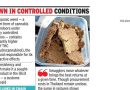पुणे विमानतळावर तस्करांनी हायड्रोपोनिक विडमध्ये सोन्याचा डल्ला मारला