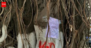 विद्यापीठ-गणेशखिंड रोडवरील ५०० हून अधिक झाडांवर कुऱ्हाड कोसळली