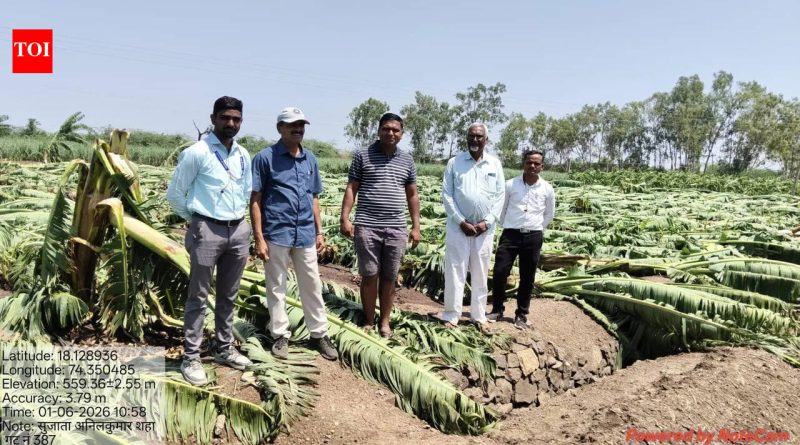 गारपीट, वाऱ्यामुळे पुणे जिल्ह्यातील १०० हेक्टरवरील फळबागा भुईसपाट पुणे बातम्या