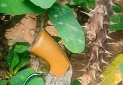 वाहतूक चालकांमध्ये हाणामारीनंतर पाटसमध्ये तणाव; एकाने गोळीबार केला | पुणे बातम्या