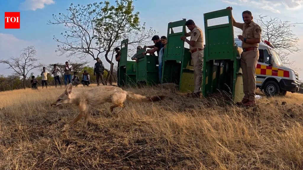 नंदुरबारमध्ये भाजीपाल्याच्या पेट्याखाली लपलेले तस्करीचे रॅकेट, चार भारतीय कोल्हे बचावल्यानंतर जंगलात परतले | पुणे बातम्या