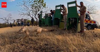 नंदुरबारमध्ये भाजीपाल्याच्या पेट्याखाली लपलेले तस्करीचे रॅकेट, चार भारतीय कोल्हे बचावल्यानंतर जंगलात परतले | पुणे बातम्या