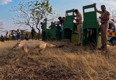 नंदुरबारमध्ये भाजीपाल्याच्या पेट्याखाली लपलेले तस्करीचे रॅकेट, चार भारतीय कोल्हे बचावल्यानंतर जंगलात परतले | पुणे बातम्या नंदुरबारमध्ये भाजीपाल्याच्या पेट्याखाली लपलेले तस्करीचे रॅकेट, चार भारतीय कोल्हे बचावल्यानंतर जंगलात परतले | पुणे बातम्या