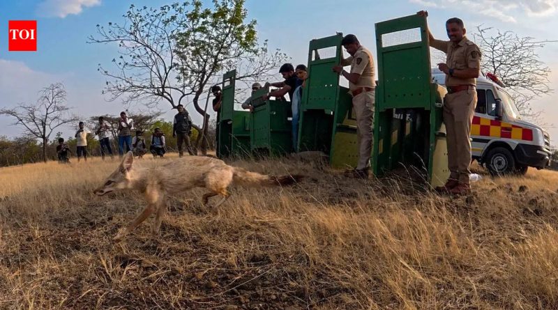 नंदुरबारमध्ये भाजीपाल्याच्या पेट्याखाली लपलेले तस्करीचे रॅकेट, चार भारतीय कोल्हे बचावल्यानंतर जंगलात परतले | पुणे बातम्या नंदुरबारमध्ये भाजीपाल्याच्या पेट्याखाली लपलेले तस्करीचे रॅकेट, चार भारतीय कोल्हे बचावल्यानंतर जंगलात परतले | पुणे बातम्या