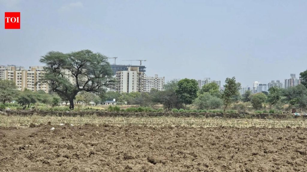 उशिरा मान्सूनमुळे पुणे जिल्ह्यातील कडधान्य पेरणी धोक्यात आली आहे