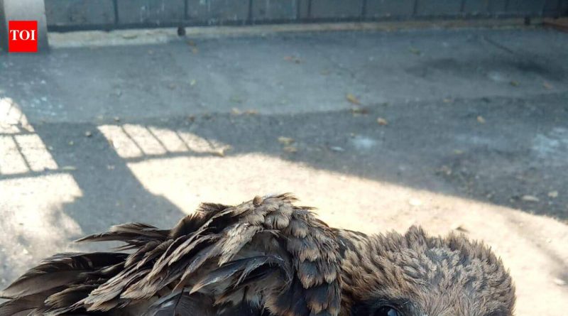 प्रदीर्घ उन्हाळ्यात पाण्याचे स्त्रोत आटल्याने पक्ष्यांची सुटका करण्यात आली पुणे बातम्या