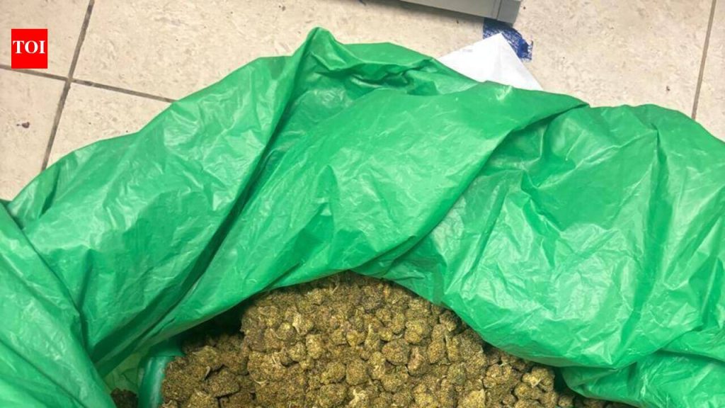चाकणमध्ये पोलिसांनी 84 किलो गांजा जप्त, दोघांना अटक | पुणे बातम्या