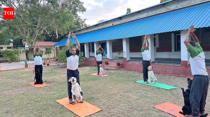 एनडीए कॅडेट्स, लष्करी कर्मचारी आणि त्यांचे कुटुंबीय आणि लष्कराचे कुत्रे पुण्यात आंतरराष्ट्रीय योग दिन साजरा करतात एनडीए कॅडेट्स, लष्करी कर्मचारी आणि त्यांचे कुटुंबीय आणि लष्कराचे कुत्रे पुण्यात आंतरराष्ट्रीय योग दिन साजरा करतात