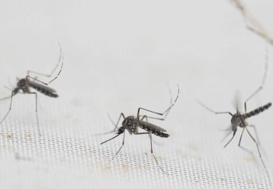 नुकत्याच झालेल्या पावसानंतर पुण्यात डेंग्यूच्या संशयित रुग्णांची संख्या दुप्पट झाली आहे