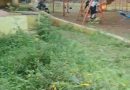 राव कॉलनीतील गार्डन गवताच्या विळख्यात:उद्यान विभाग झोपेतच?  लहान मुलांच्या सुरक्षेचा प्रश्न ऐरणीवर:तळेगाव दाभाडे नगरपरिषद प्रशासनावर नागरिकांचा संताप